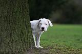 DOGUE ARGENTIN 265
